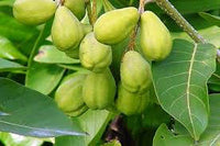 20 Seeds Terminalia chebula, Black Myrobalan Seeds ,Chebulic Myrobalan,