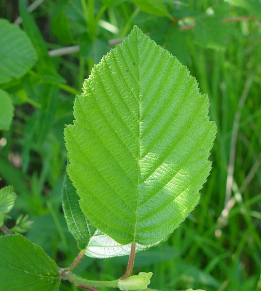 20 Seeds Alnus incana Seeds ,grey alder Seeds, speckled alder Seeds