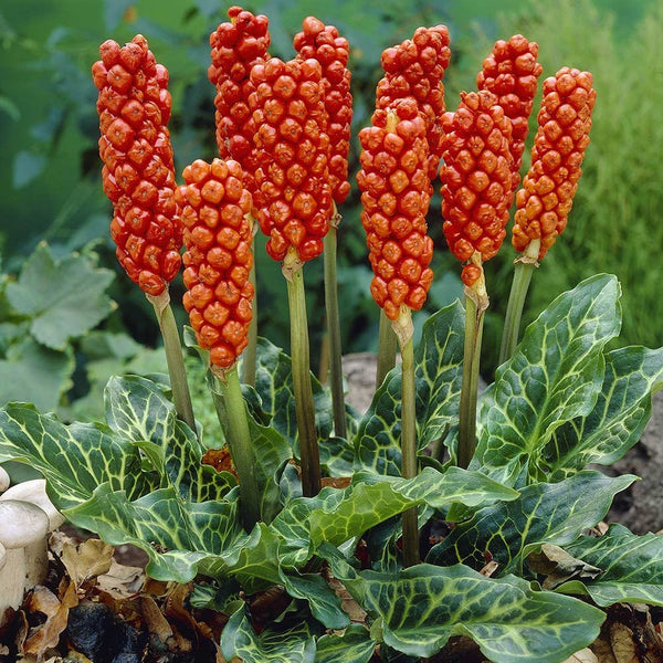 10 Arum italicum Seeds,  Italian arum Seeds