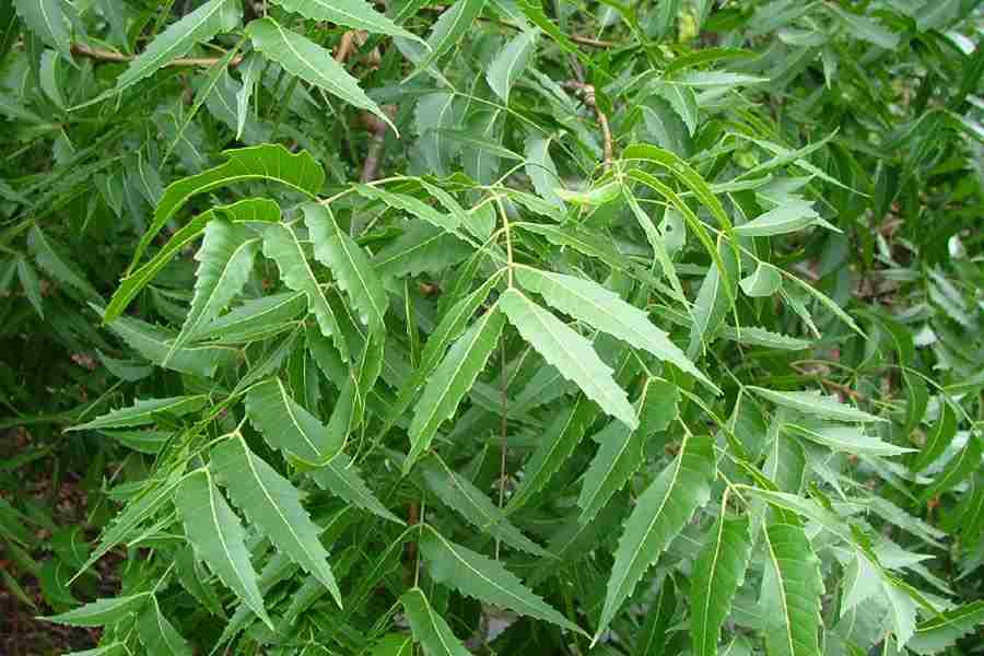 100 Azadirachta indica Seeds, Neem Tree Seeds, Neem Seeds