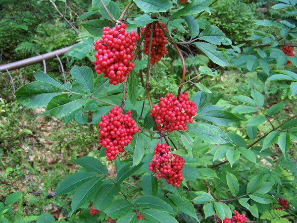 20 Seeds Sambucus racemosa ,  red elderberry , red berried elder.