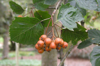 10 Seeds Sorbus redliana