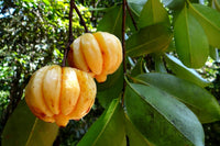 25  Garcinia gummi-gutta, garcinia cambogia Seeds, Malabar tamarind Seeds