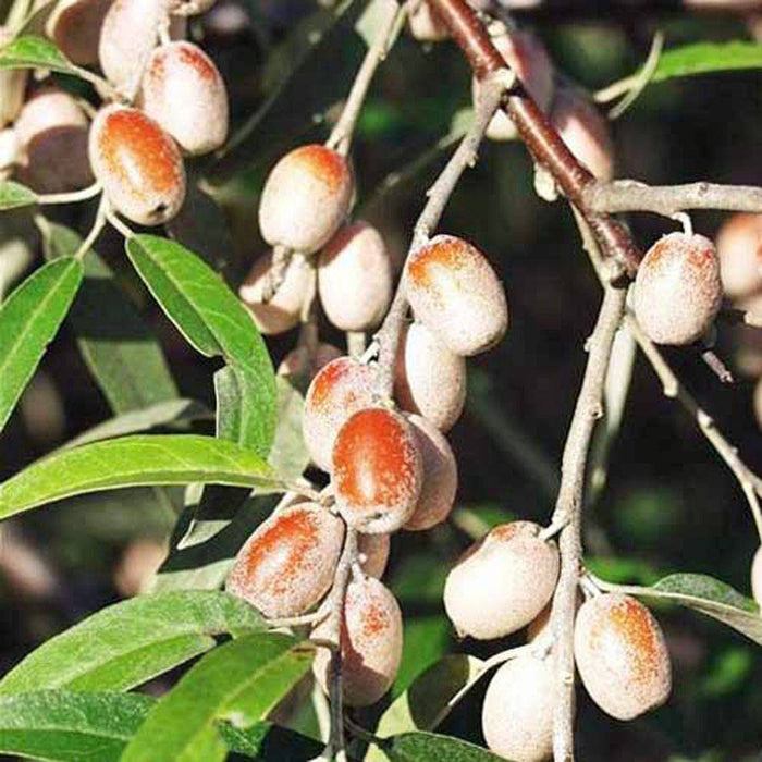 5 Elaeagnus angustifolia Seeds, Russian Olive Seeds,  Russian Silverberry, Oleaster, Wild olive