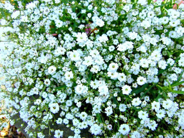 20 Gypsophila tenuifolia Seeds , Baby's Breath Seeds