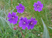 10 Seeds Geranium gymnocaulon Seeds, Alpine Plant Seeds