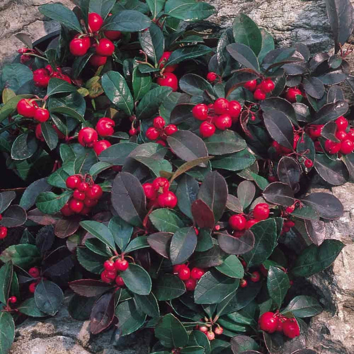 25 Gaultheria Procumbens Seeds,eastern teaberry, the checkerberry, the boxberry, American wintergreen Seeds