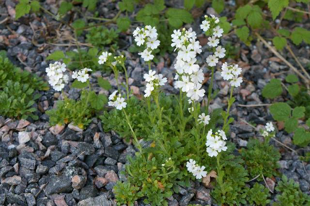 10 Seeds Erinus alpinus white   Seeds, Alpine Balsam Seeds