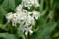 10 Clematis recta Seeds ,the Erect Clematis or Ground virginsbower,