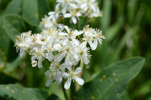 10 Clematis recta Seeds ,the Erect Clematis or Ground virginsbower,