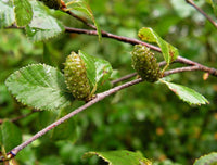 20 Seeds Betula ovalifolia