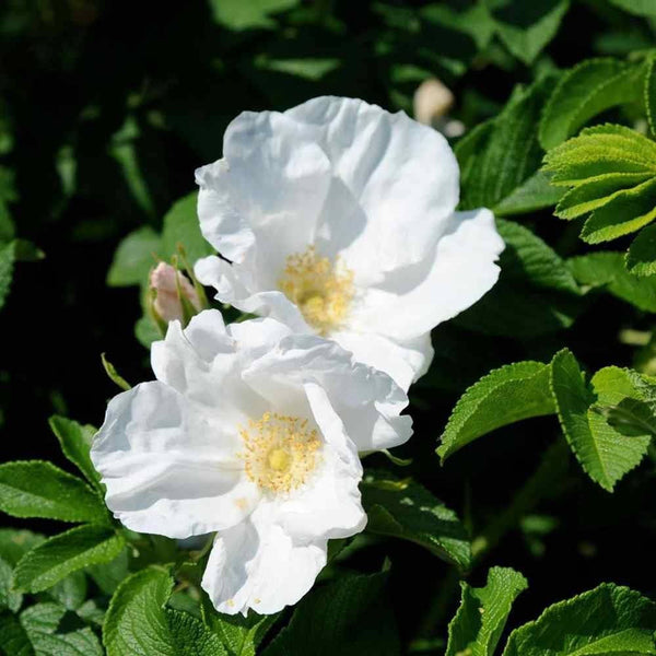 25 Rosa canina Seeds, Dog Rose Seeds alba, White rosa Canina Seeds