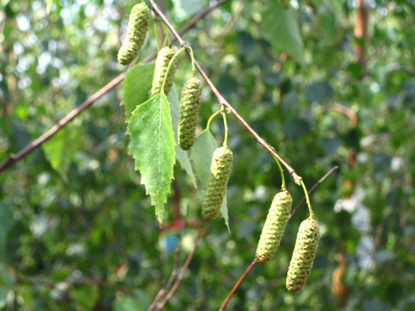 20 Betula pendula Seeds,  silver birch, warty birch , East Asian white birch,