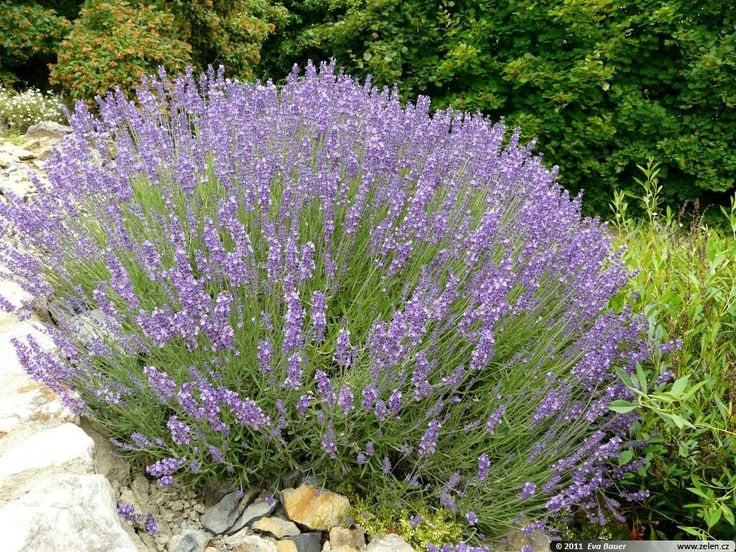 50  lavandula officinalis Seeds,  lavender Seeds