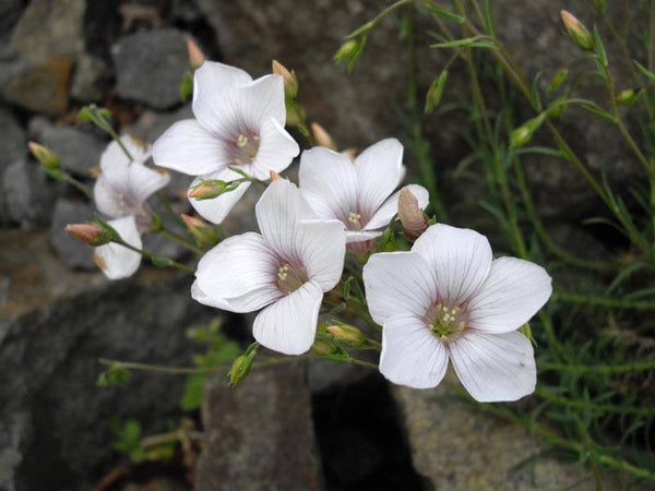 15 linum suffruticosum Seeds