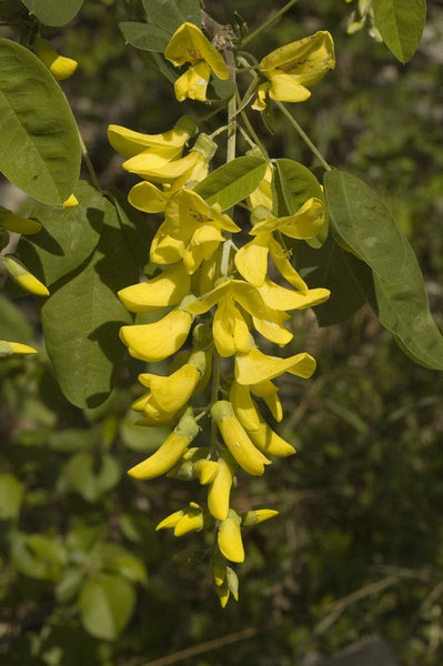 20 Laburnum alpinum Seeds,  Scotch laburnum, Scottish laburnum or alpine laburnum