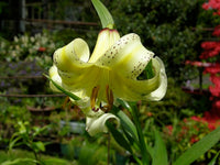 10 Wild Lily Seeds, Lilium kesselringii Seeds