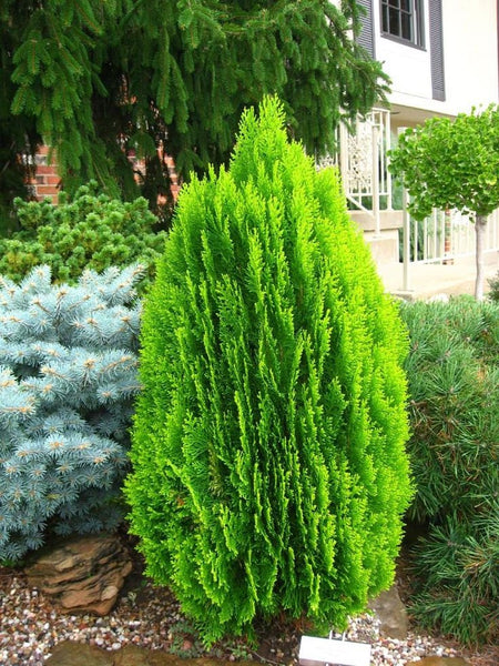 20 Seeds Platycladus orientalis, Oriental Arborvitae Seeds, Chinese thuja   Seeds