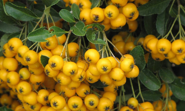 20 Pyracantha coccinea Seeds, Yellow Firethorn Seeds