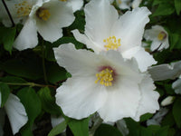 15  Philadelphus schrenkii Seeds,    mock orange Plant Seeds