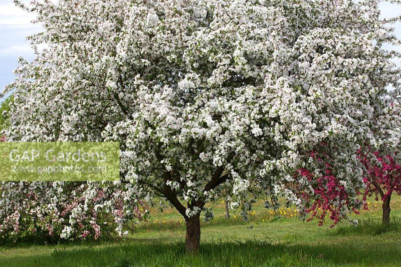 10 Malus lady northcliffe Seed,