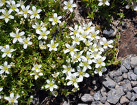 15  Minuartia imbricata Seeds, Rare  alpine Seeds