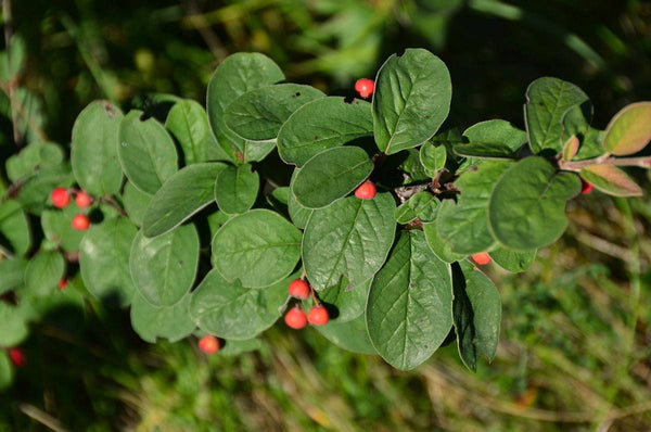 10 Seeds Brickberry Cotoneaster , Cotoneaster tomentosus Seeds