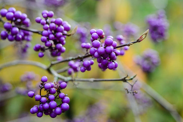 15 Seeds Callicarpa bodinieri , Beautyberry  Profusion Seeds