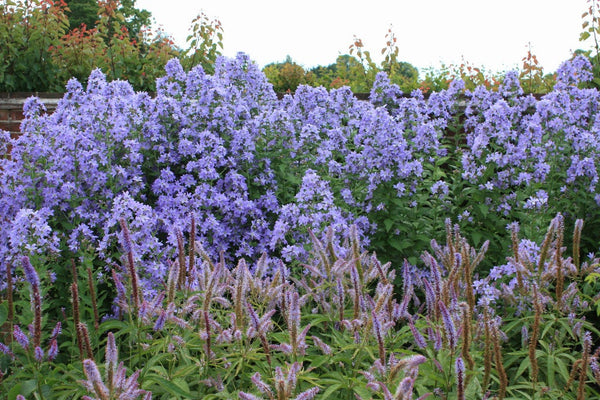 25 Seeds Campanula lactiflora ,Blue Cross Seeds,  Milky Bellflower Plant Seeds