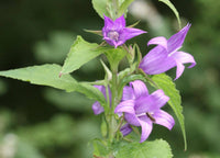 50 Seeds Campanula latifolia, Giant Bellflower, Large Campanula, Wide-leaved Bellflower