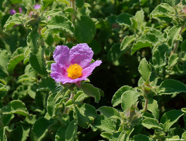 20 Cistus creticus Seeds, Pink rock rose Seeds, Rock Rose, Cretan rockrose