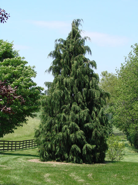 20 Chamaecyparis nootkatensis Seeds, Nootka false cypress Seeds, Cupressus nootkatensis Seeds