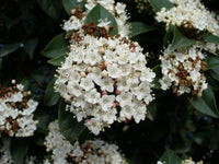 10 Viburnum sargentii Seeds ,Onondaga  Seeds,|Sargent viburnum Seeds