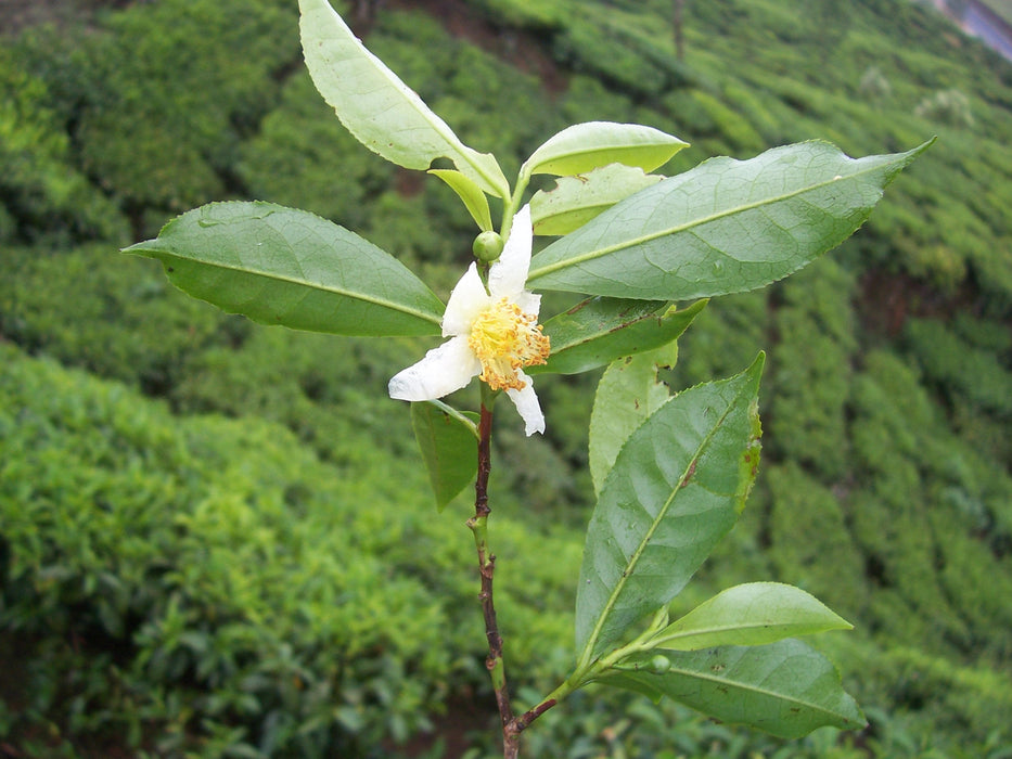 50  Camellia sinensis Seeds,   Tea Seeds , Tea Plant Seeds Fresh November 2018 Colection
