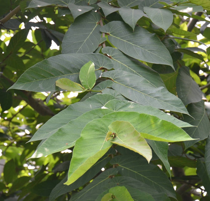 200  Ficus semicordata Seeds , The Drooping fig Tree Seeds
