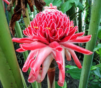 100  Etlingera elatior Seeds, Pink Torch ginger Seeds