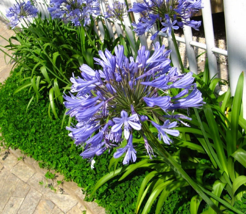 25 Agapanthus africanus Seeds, African lily, Blue Lily  Seeds
