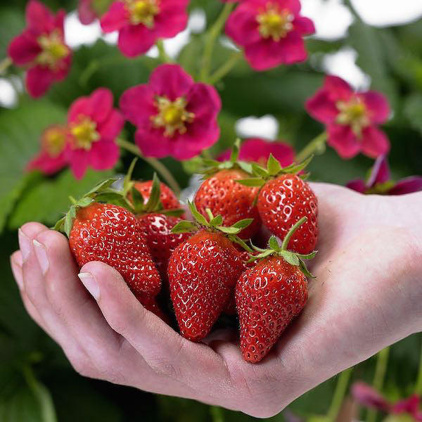 500   Strawberry Seeds  For Growing
