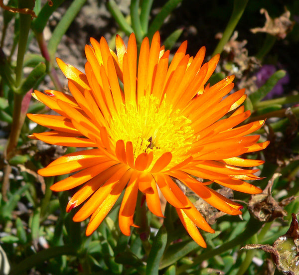 20  Lampranthus aureus   Seeds, Golden Ice Plant, Orange Ice Plant Seeds