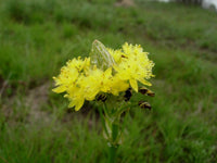 20 Bulbine narcissifolia Seeds . Strap Leafed Bulbine, Snake Flower