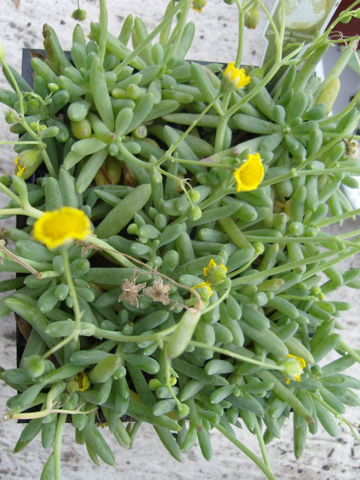 10 Othonna capensis Seeds, Little Pickles Ice Plant