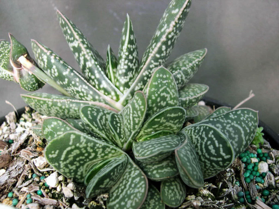 20  Gasteria bicolor Seeds, Gasteria Seeds , Lawyers Tongue Plant Seeds
