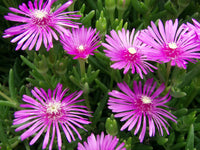 20 Lampranthus pink Flower  Seeds