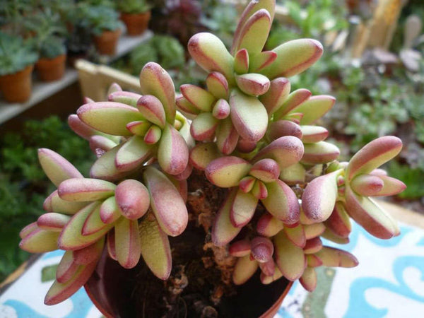 20  Crassula nudicaulis  Seeds ,Naked stalked Crassula plant Seeds - Seeds And Smiles - Buy Top Quality Seeds With Free Worldwide Shipping