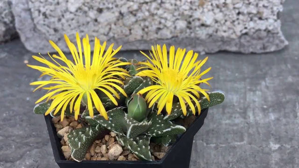 10 Faucaria britteniae Seeds ,