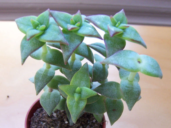 20 Crassula perforata , String of Buttons plant Seeds , Necklace Vine plant Seeds