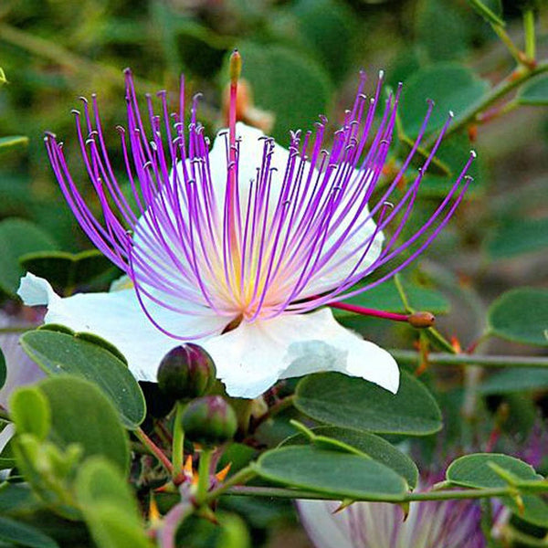 200  Capparis spinosa Seeds, Caper, Caperbush, Spiny caperbush