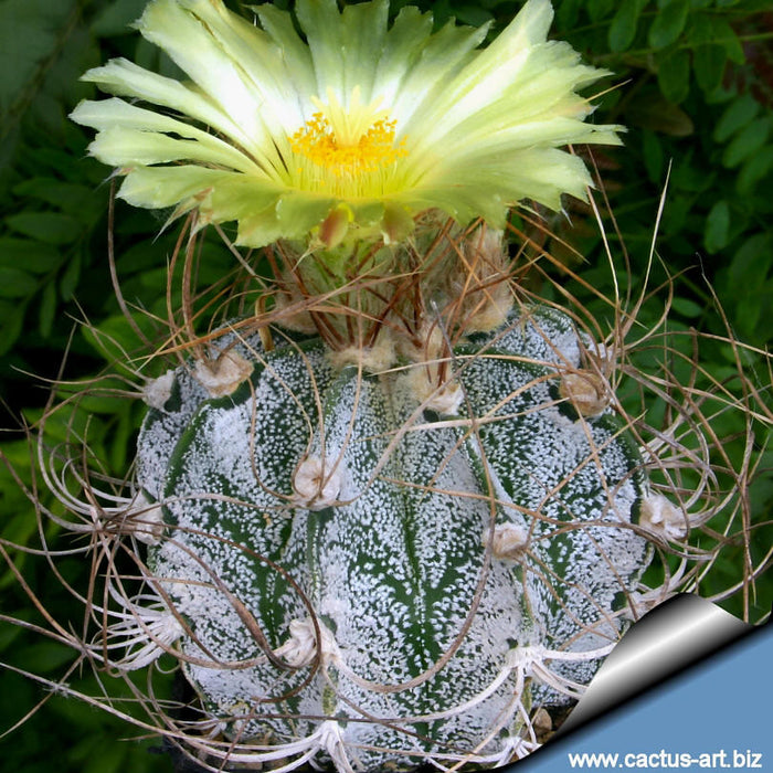 10 Astrophytum capricorne sanjuanensis Seeds, Exotic Rare Cactus Seeds