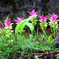 1 Curcuma aromatica Rhizome , Wild turmeric Rhizome