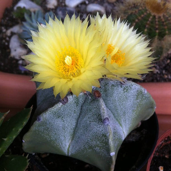 10 Astrophytum myriostigma Seeds,